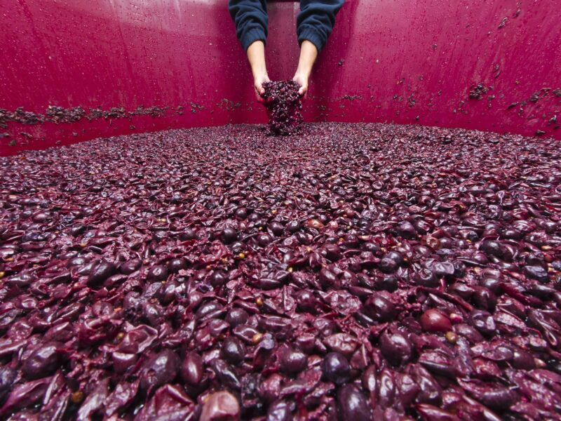 F002041-12_maceracija_grozdja_orig_jpg-photo-m